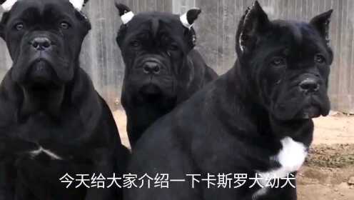 卡斯罗犬vs视频直播,从驯养到流量,我踩过的坑和悟出的道理 卡斯罗犬vs视频直播,从驯养到流量,我踩过的坑和悟出的道理