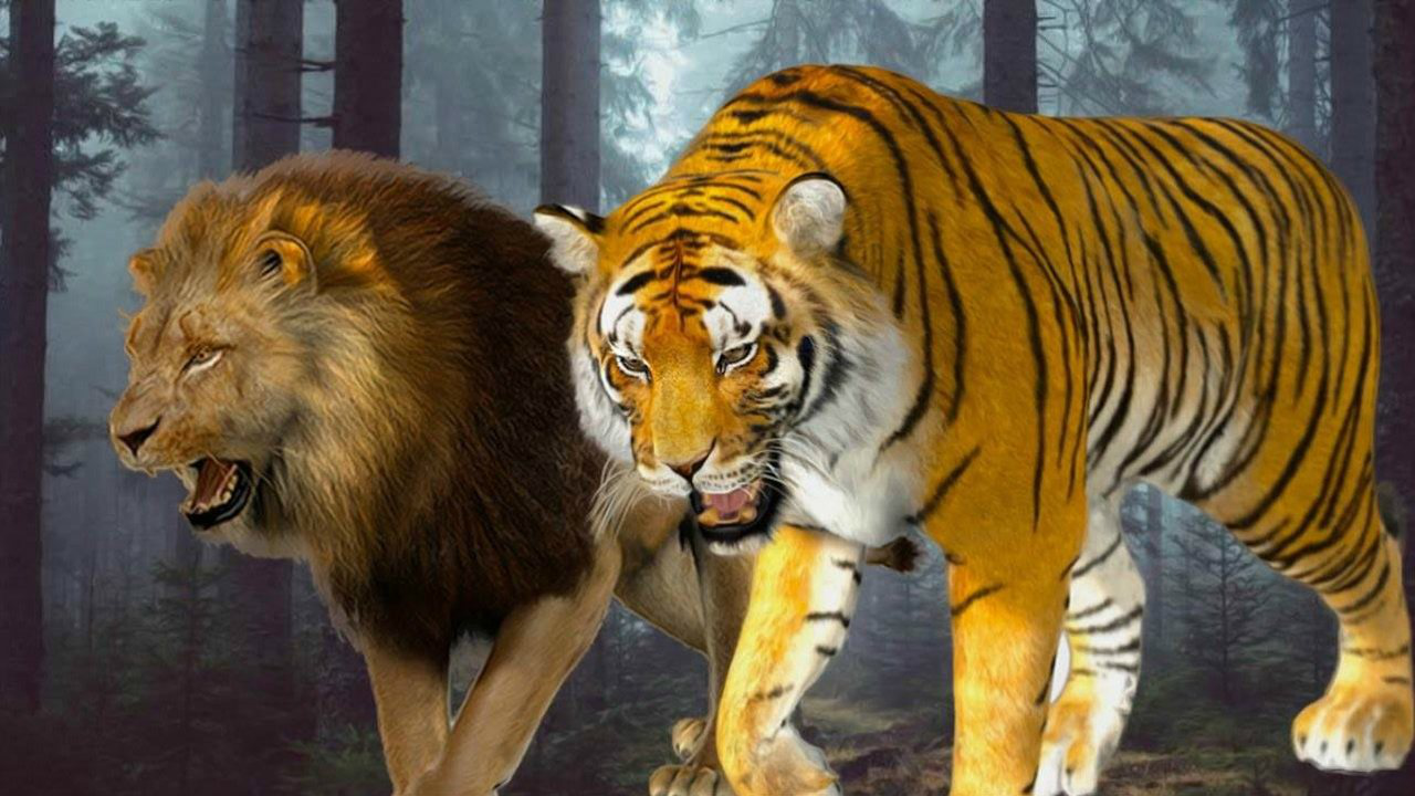 狮子与老虎 vs 视频直播，谁才是真正的丛林之王？