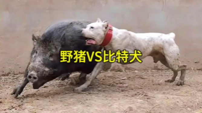 比特犬vs野猪视频直播，我盯着屏幕看了仨小时，后背全是汗
